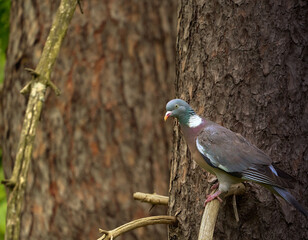 Wild European pigeon, Columba palumbus, sitting in the forest on the dry broken branch of a pine tree
