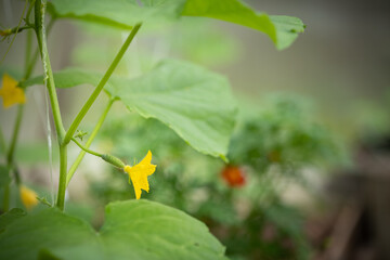 Closeup of sprouts of organic cucumbers in a greenhouse on a sunny summer day. Healthy eating. Gardening and agriculture concept.