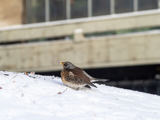 a bird in the city. the bird eats mountain ash in winter. a colorful bird on the snow in the city. Starling. grouse. winter bird