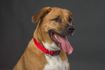 Large Orange and white dog