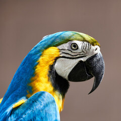 Lateral cropped portrait of macaw isolated against monochrome background
