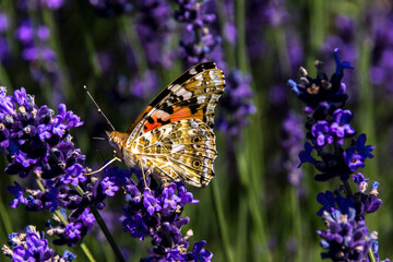 Large pearl moth (Argynnis paphia)