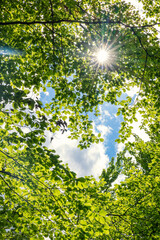 Green and healthy forest an important part of our ecosystem.