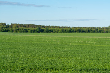 Fototapeta premium Green field and blue sky