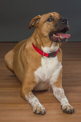 Large Orange and white dog