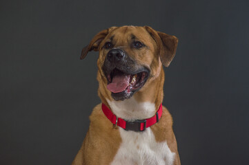 Obraz premium Large Orange and white dog