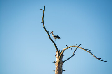 lonely stork standing on a withered tree branch against a blue sky background