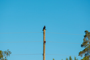 The western crest or Coloeus monedula (syn. Corvus monedula) sits on a wooden electricity pole...