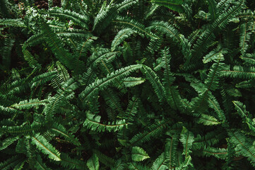 Close-up nature view of green leaf background and palm trees. Flat lying. Dark nature landscape. Tropical leaves. Nature background.