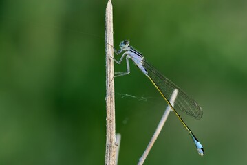 Blue tailed damselfly or common bluetail male sitting on a stalk of dry grass. Side view, close up. Genus species Ischnura elegans. 