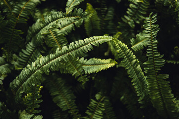 Fototapeta na wymiar Close-up nature view of green leaf background and palm trees. Flat lying. Dark nature landscape. Tropical leaves. Nature background.