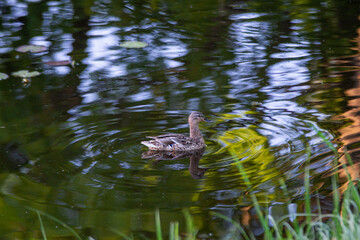 Ducks on the pond in the park. Wild ducks are reflected in the lake. Multi-colored feathers of birds. A pond with ducks and drakes. Duck feed on the surface of the water. Ducks eat food in the water