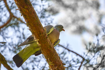 Woodpigeon, Columba palumbus, on a pine branch, view from below with blurred sky