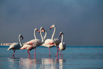 Wild african life. Group birds of pink african flamingos  walking around the blue lagoon on a sunny day