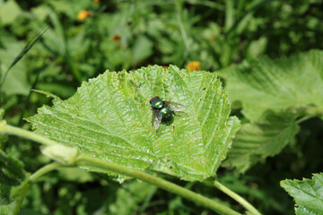 sarcophaga fly insect macro photo