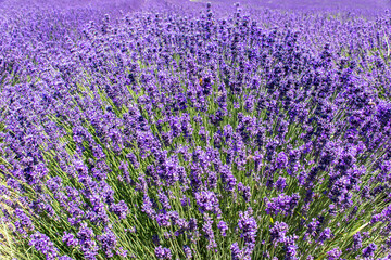 Common Lavender (Lavandula angustifolia)