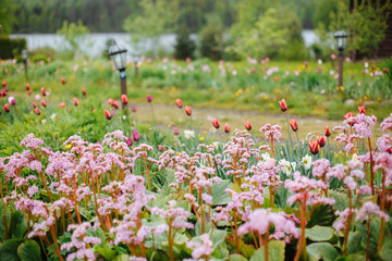 Beautiful spring flowers of pink color on the lawn in the village