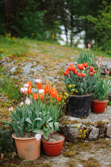 Beautiful fresh tulmans in a pot near a country house