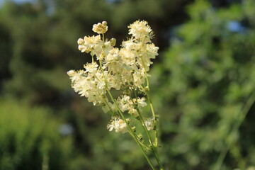 June wildflowers in Kislovodsk