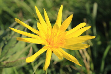 June wildflowers in Kislovodsk