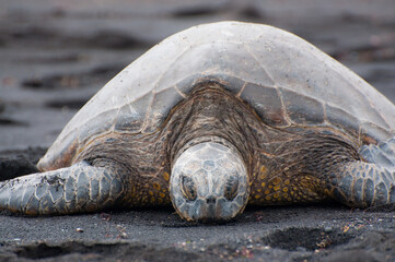 ビッグアイランドの守り神
