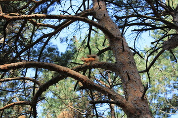 Squirrel in the Kislovodsk park