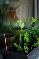 a small vegetable garden on the window of the apartment, a pot of green peas. a sprig of peas was shot with a macro lens. human desire to be closer to nature