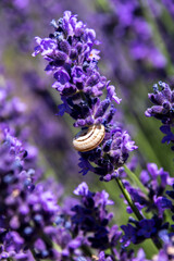 The striped snail (Theodoxus transversalis)