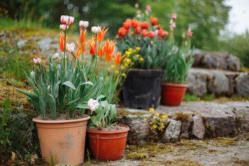 Beautiful fresh tulmans in a pot near a country house