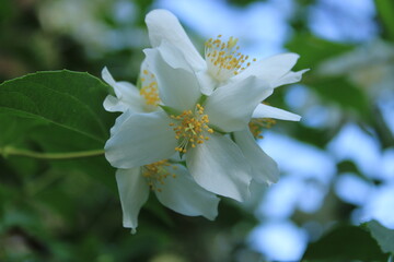 June wildflowers in Kislovodsk