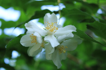 June wildflowers in Kislovodsk