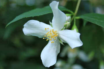 June wildflowers in Kislovodsk