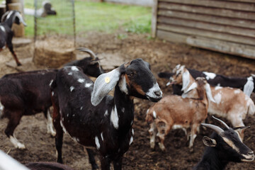 Domestic dairy alpine goat. Beautiful young goat in a special pen