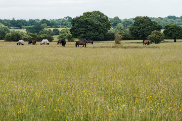 Horses on a grass field