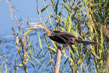 African Darter ( Anhinga rufa) Breede River, Western Cape, South Africa aka Snakebird perched in...