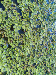 Lemna minor, the common duckweed or lesser duckweed, is a species of aquatic freshwater plant. ...
