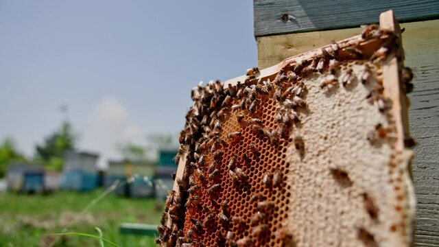 Honeycomb with bees near wooden hive. Honey bees making honey cells with a bee bread in a frame. Busy bees produce organic honey.