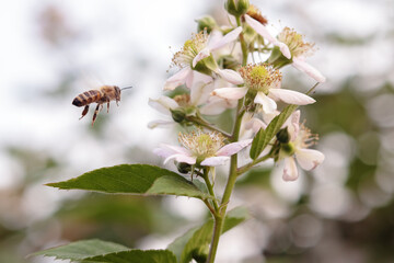 Honey bee flying over pink flowers of blackberry to collect pollen against blurred background in summer, close up.