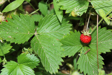 wild garden strawberry macro photo