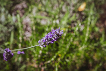 Closeup of a beautiful lavender flower during the summer season.