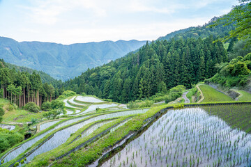 日本の原風景　棚田百選”樫原の棚田”
