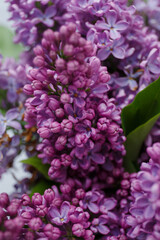 Beautiful tender young spring flowers of lilac. Macro shot of small lilac flowers, spring background.