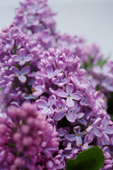 Fototapeta premium Beautiful tender young spring flowers of lilac. Macro shot of small lilac flowers, spring background.
