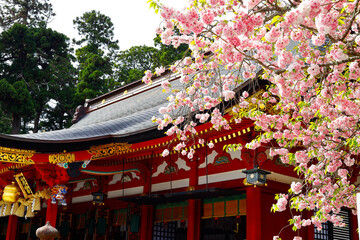 桜とお寺