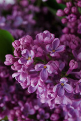 Fototapeta na wymiar Beautiful tender young spring flowers of lilac. Macro shot of small lilac flowers, spring background.