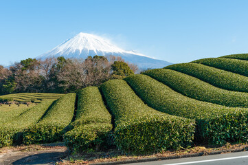 Mount Fuji with snow and green tea plantation in Yamamoto, Fujinomiya city, Shizuoka Prefecture, Japan.