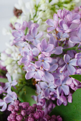 Beautiful tender young spring flowers of lilac. Macro shot of small lilac flowers, spring background.