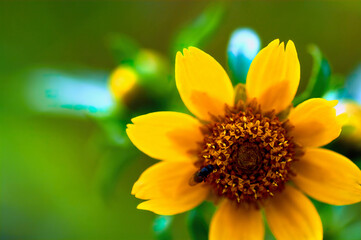 Natural background with yellow flower.