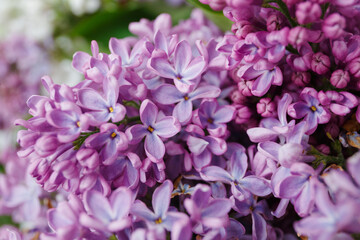 Beautiful tender young spring flowers of lilac. Macro shot of small lilac flowers, spring background.