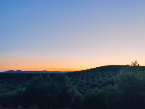 olive trees in a country landscape at sunset, an olive grove in the province of Ja&eacute;n, Andalucia (Spain)